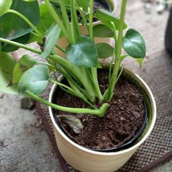 3 House Plants In Pots