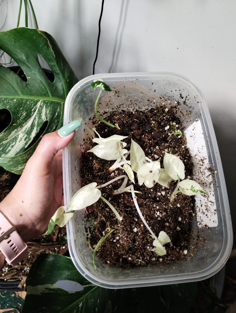 Variegated Macrorrhiza
