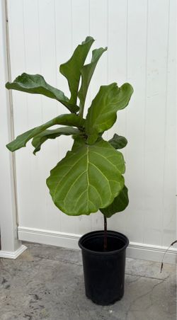 Fiddle leaf fig tree