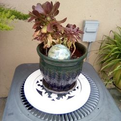 Succulent In Nice Pot