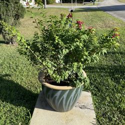 Beautiful Bougainvillea In Ceramic Pot