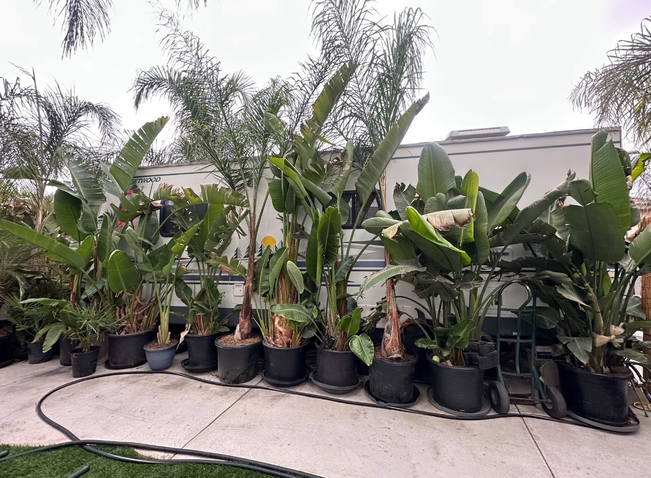 Plants Variety Palm Trees