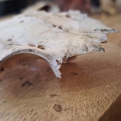 partial deer skull