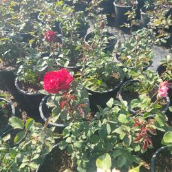 Rose Bush