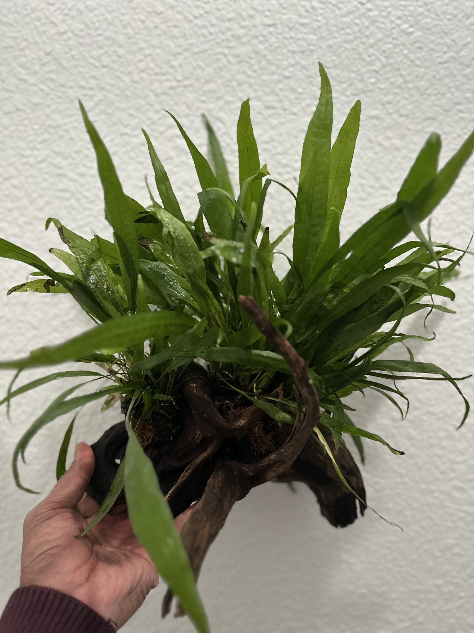 Java Fern Aquarium Plant 