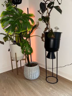 Set of 3 indoor live plants with planters/stands