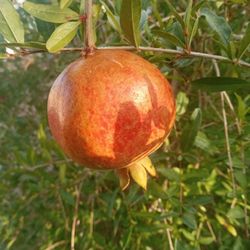 Alligator 🐊 Plant 