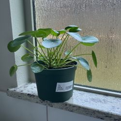 Pilea Plant For sale