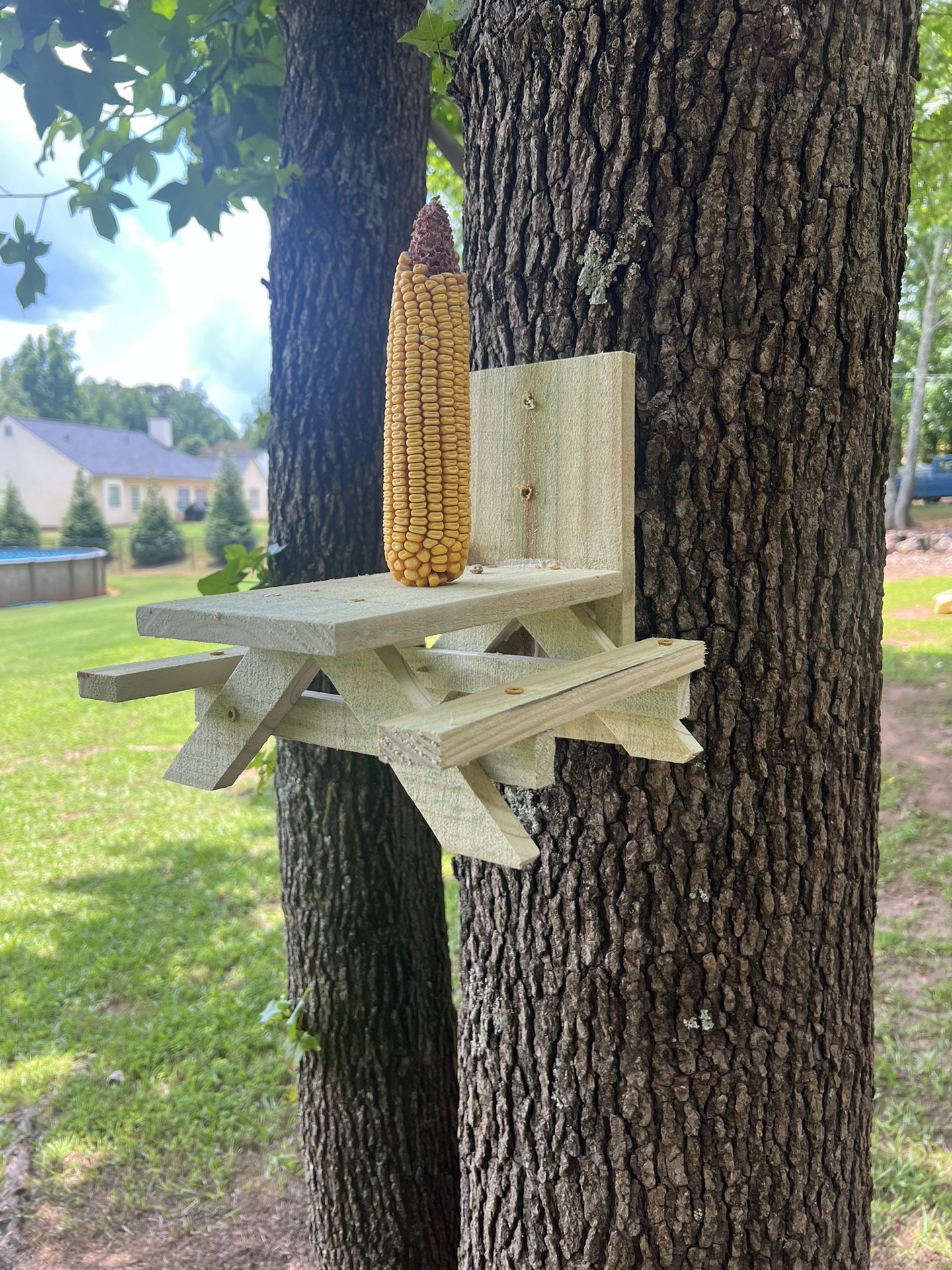 Squirrel Feeder
