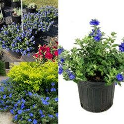 Blue Daze Plant In 1gal Perinneal Flower 