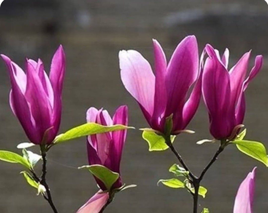 Magnolia Tree