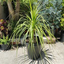 Ponytail Palms