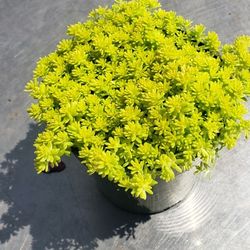 Succulents And Cacti Assorted Varieties 