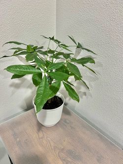 Money Tree 🌴