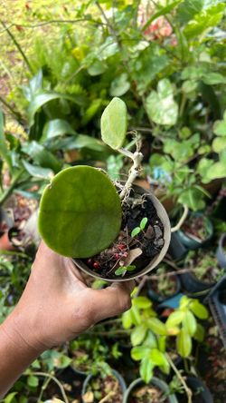 Hoya Obovata  4” Available