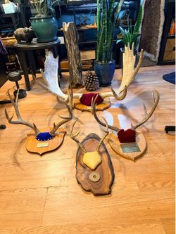 Moose & Deer Antlers