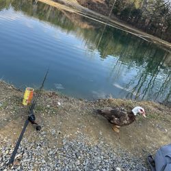 Paylake Set Up 