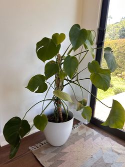 3ft Tall Monstera Plant
