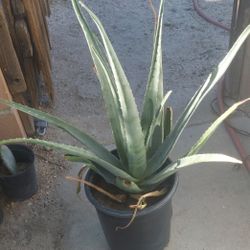 Large Aloe Vera In 3 Gallon Pot