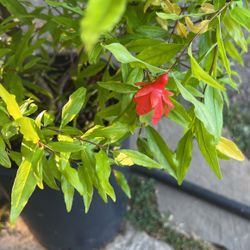 Pomegranate Plants 