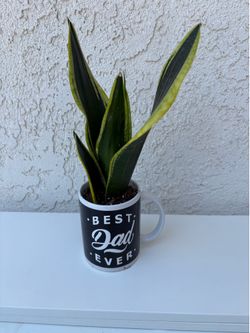 Snake Plant