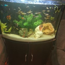 36 gallon bow front aquarium with black wood stand
