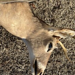 6pt White Tail Buck 