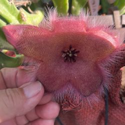 Estapelia Flor Vino Tinto 