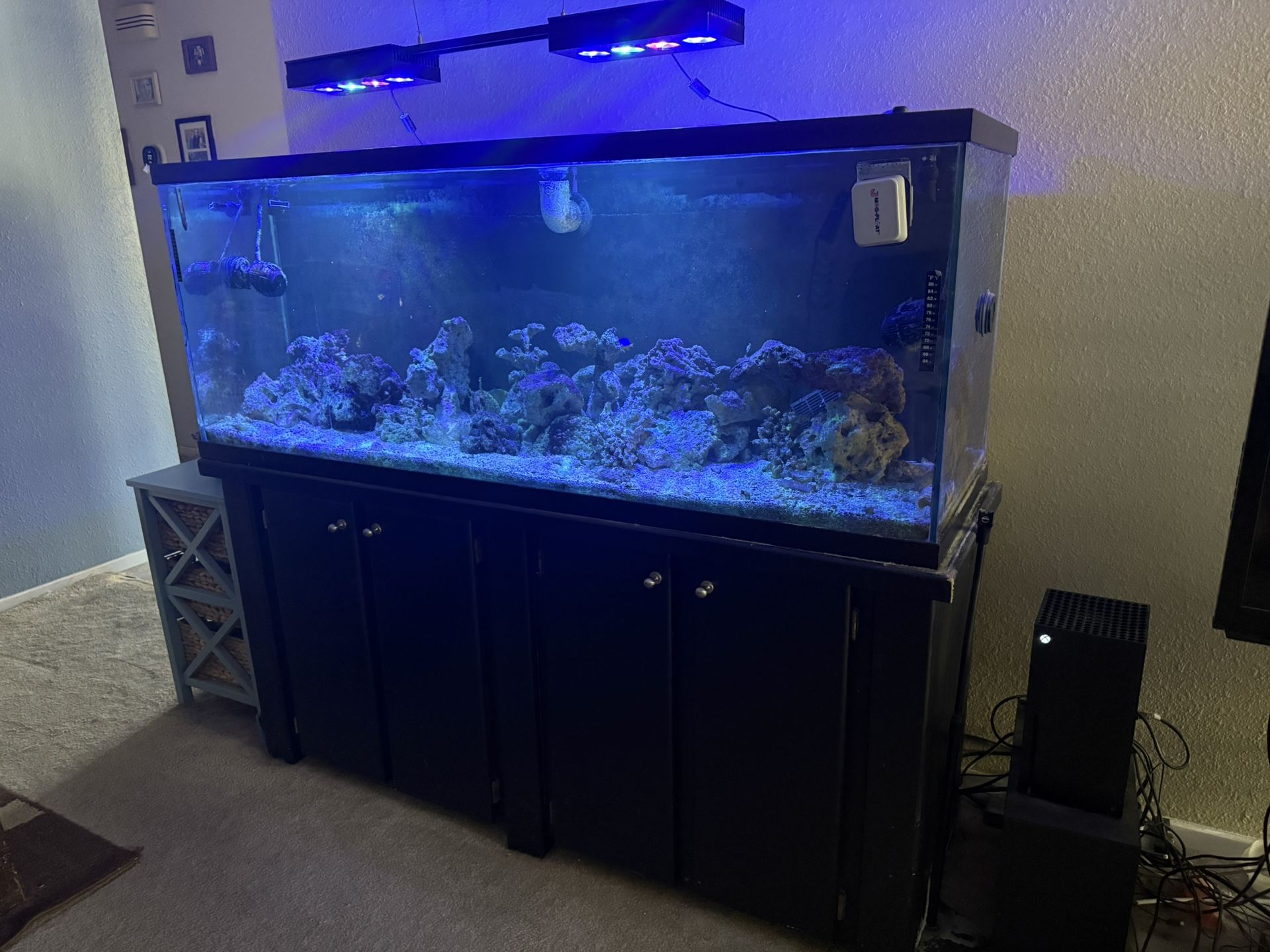 Saltwater Tank 