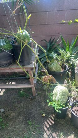 Chilacayotes organicos