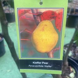 Kieffer Pear 