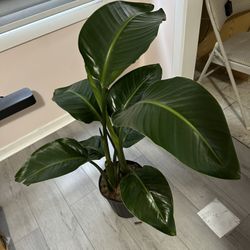 Birds Of Paradise FREE delivery