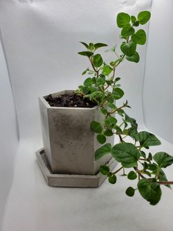 Greek Oregano Concrete Planter - Hexagon