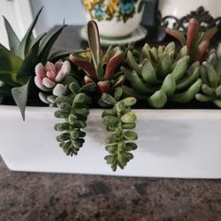 Cacti Arrangement