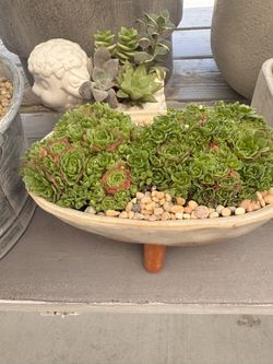 Small Succulent Arrangements $15 Each