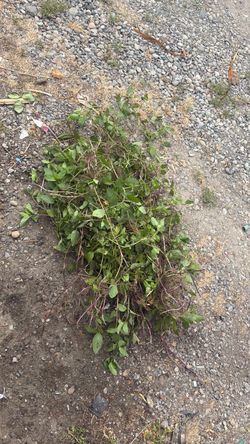 Free Mint !
