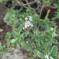 Ever Blooming Daphne