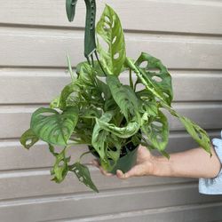 6” Monstera Wide Leaf