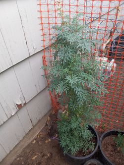 Ruda Rue Plant 4ft Tall