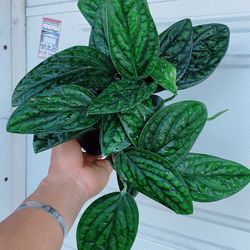 Monstera Peru 