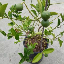 arbolito de Lima dulce mexicana