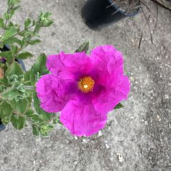 Rock Rose