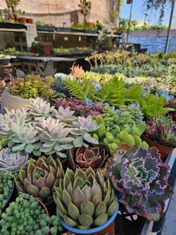 4" Succulents Succulentas
