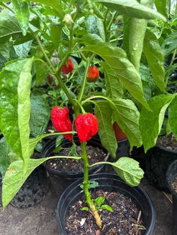 Chile trinidad escorpion