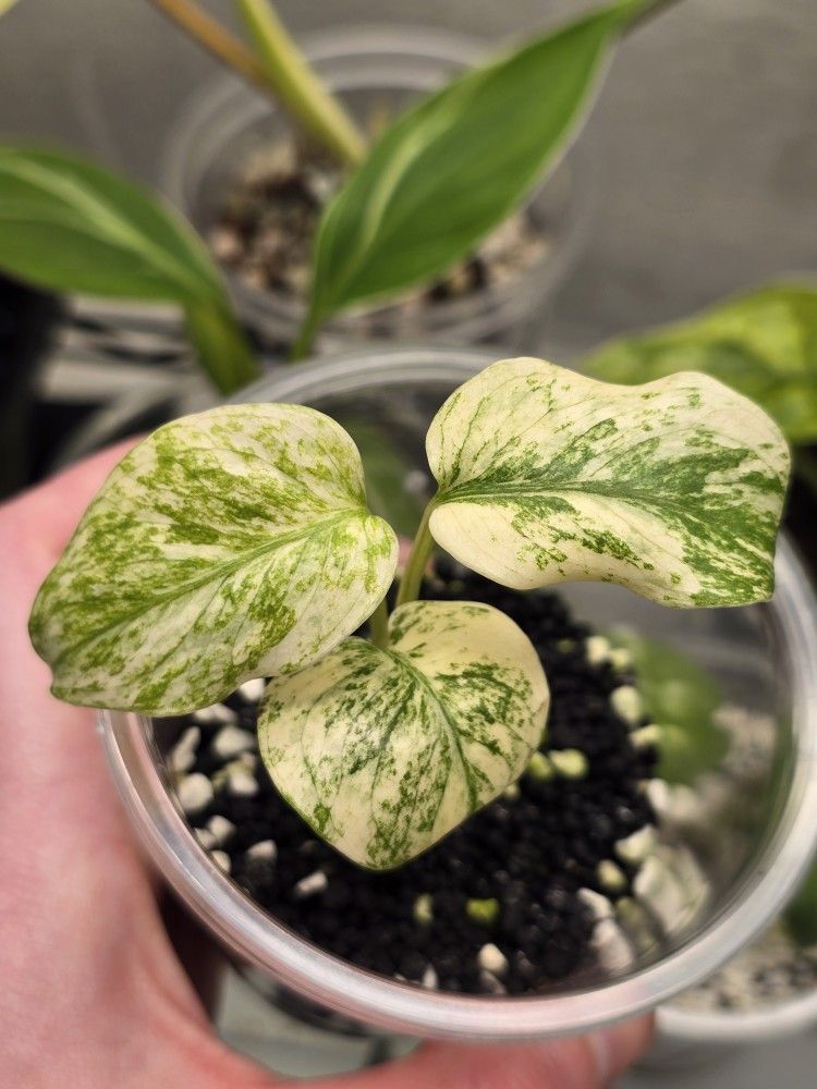 Monstera White Monster