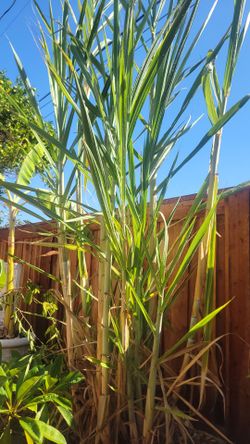 Fresh giant stalks of Sugarcane!