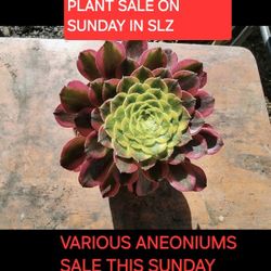 SAN LORENZO PLANT SALE THIS SUNDAY IN SAN LORENZO. STARTS AT 1PM
