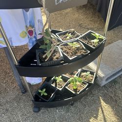 Basil starter Plants