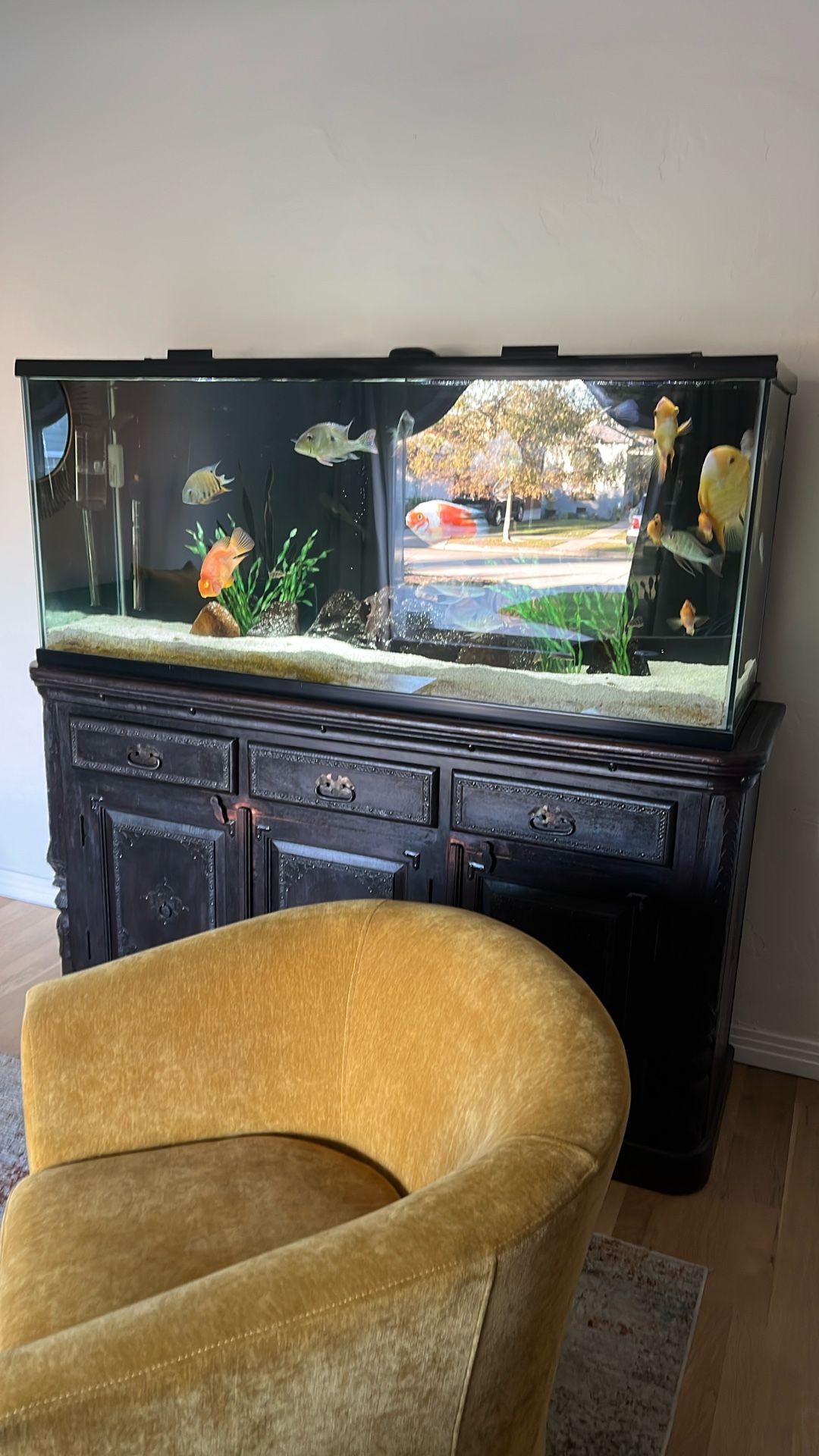 Fish Tank 