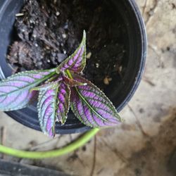 Various Plant Starts